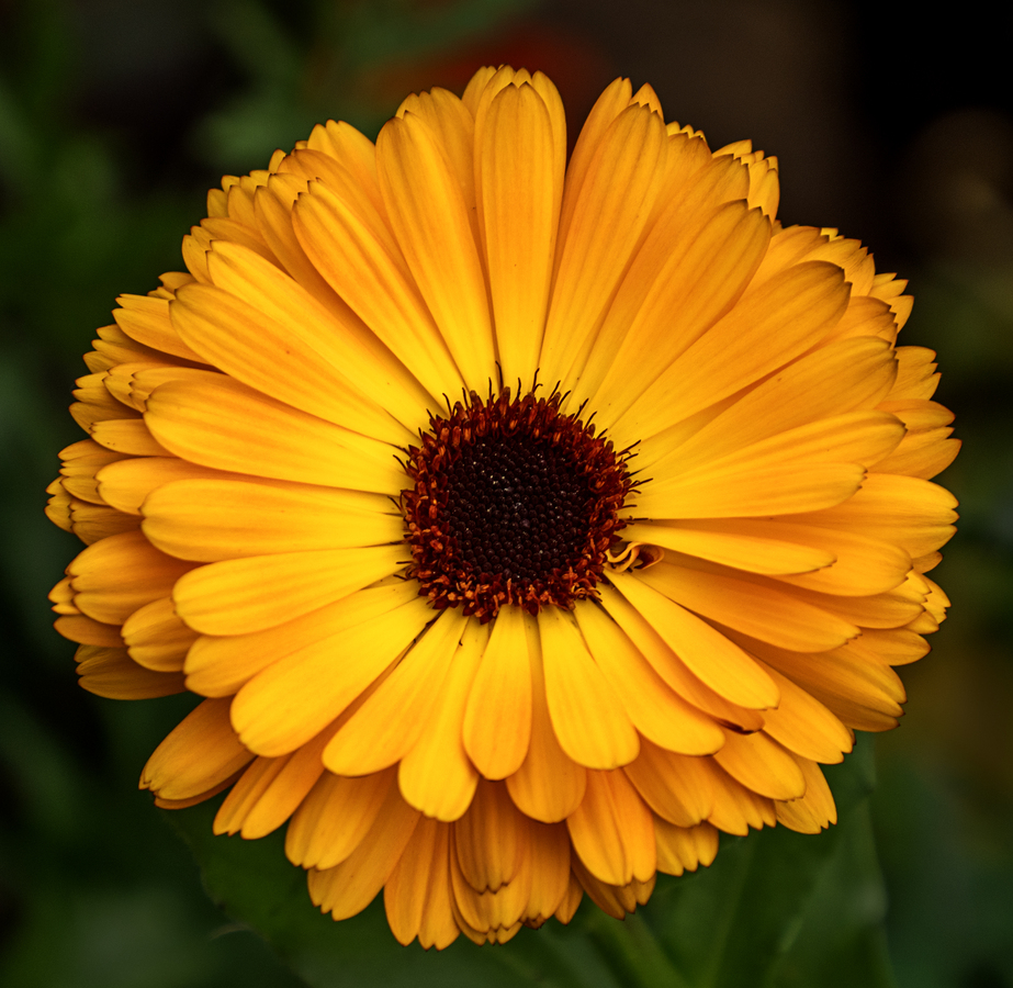 Orange Glow Flower